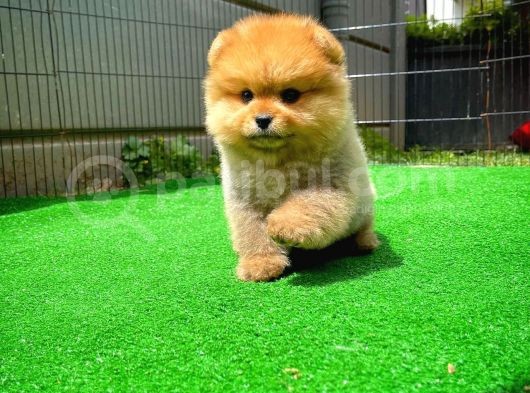 Safkan Ayı Surat Teddybear Boo Pomeranian Oğlumuz Bonny görsel