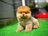 Safkan Ayı Surat Teddybear Boo Pomeranian Oğlumuz Bonny