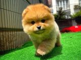 Safkan Ayı Surat Teddybear Boo Pomeranian Oğlumuz Bonny