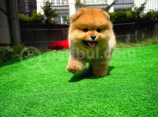 Safkan Ayı Surat Teddybear Boo Pomeranian Oğlumuz Bonny görsel