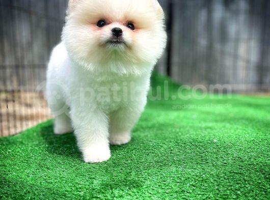 Orjinal Ayı Surat Teddybear Boo Pomeranian Oğlumuz Manga görsel