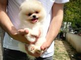 Orjinal Ayı Surat Teddybear Boo Pomeranian Oğlumuz Manga