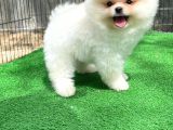 Orjinal Ayı Surat Teddybear Boo Pomeranian Oğlumuz Manga