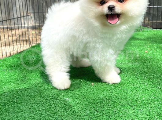 Orjinal Ayı Surat Teddybear Boo Pomeranian Oğlumuz Manga görsel