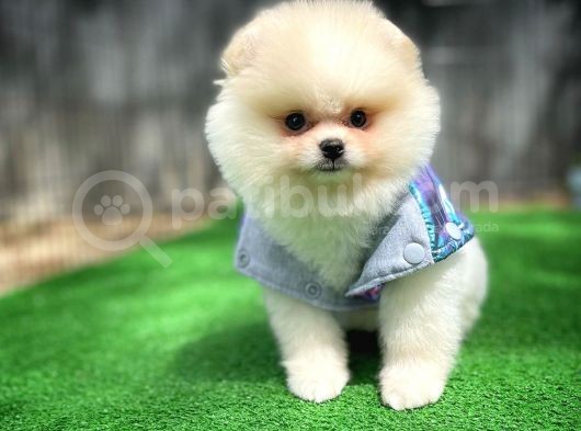 Orjinal Ayı Surat Teddybear Boo Pomeranian Oğlumuz Manga görsel