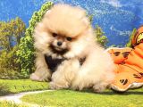 Pomeranian Boo Teddy Bear Yavrular