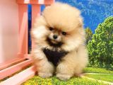 Pomeranian Boo Teddy Bear Yavrular
