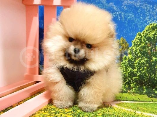 Pomeranian Boo Teddy Bear Yavrular görsel