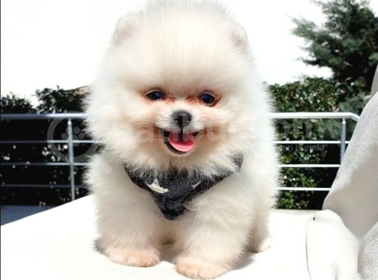 Pomeranian Boo Teddy Bear Yavrular görsel