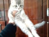 British Shorthair Silver Tabby