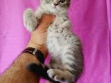 Scottish Fold Silver Tabby