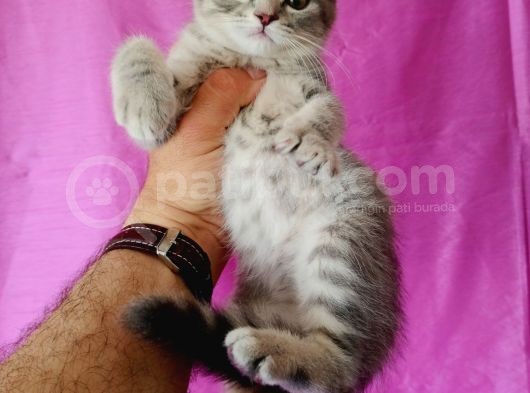 Scottish Fold Yavrular görsel