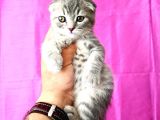 Scottish Fold Silver Tabby