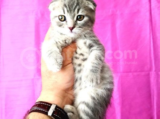 Scottish Fold Silver Tabby görsel