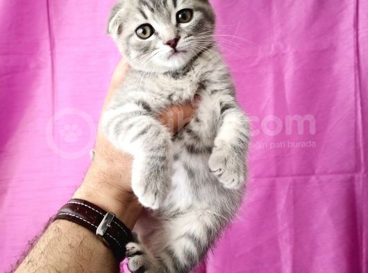Scottish Fold Silver Tabby