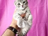 Scottish Fold Yavrular