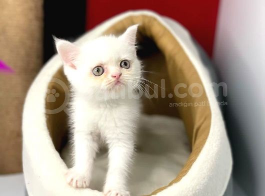 British Shorthair / Yavrumuz Yuva Arıyor.