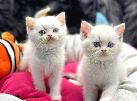 British Shorthair / Yavrumuz Yuva Arıyor. görsel