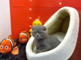 Scottish Fold / Yavrumuz Yuva Arıyor.
