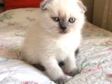 Safkan Scottish Fold Blue Point Erkek Yavru
