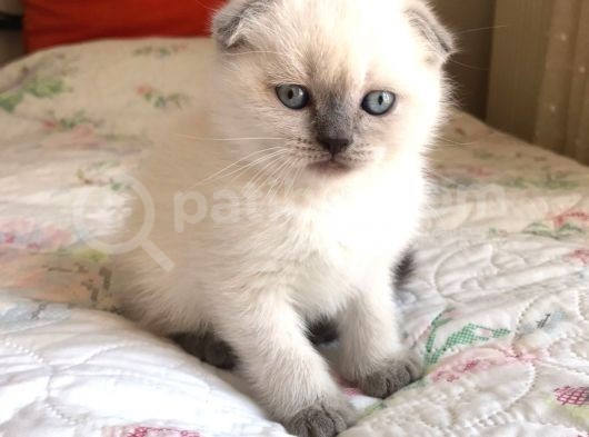 Safkan Scottish Fold Blue Point Erkek Yavru görsel