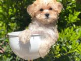 Safkan Gold Morkie Yavrularımız Irk Garantili
