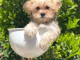 Safkan Gold Morkie Yavrularımız Irk Garantili