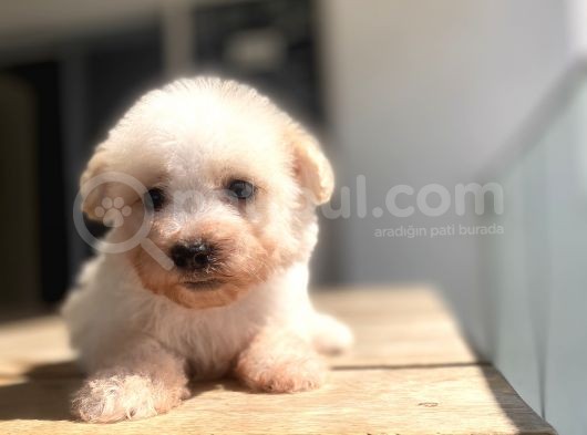 Sevimli Maltipoo Yavrular