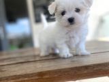 Aaa Kalite Maltese Terrier