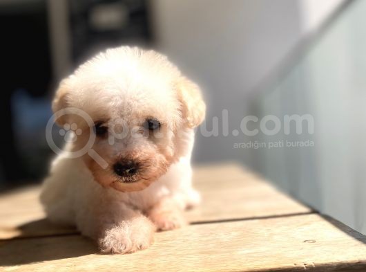 Sevimli Maltipoo Yavrular görsel