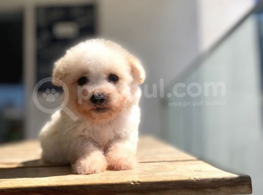 Sevimli Maltipoo Yavrular görsel