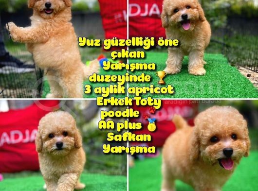 Orjinal Yüz Yapılı Safkan Apricot Toy Poodle Oğlumuz görsel