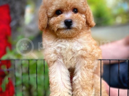 Orjinal Yüz Yapılı Safkan Apricot Toy Poodle Oğlumuz