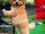 Orjinal Yüz Yapılı Safkan Apricot Toy Poodle Oğlumuz