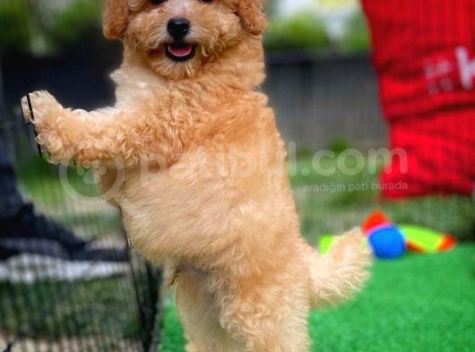 Orjinal Yüz Yapılı Safkan Apricot Toy Poodle Oğlumuz görsel