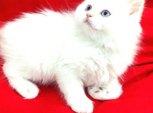 A Kalite Scotish Straight Longhair Red Point