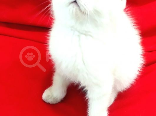 Muhteşem Güzellikte Safkan Silver Point Dişi Yavrum görsel