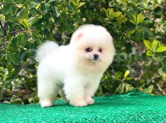Yakışıklı Pomereanian Boo görsel