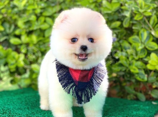 Yakışıklı Pomeranian Boo