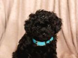Sevimli Poodle Yavrumuz