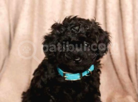 Sevimli Poodle Yavrumuz