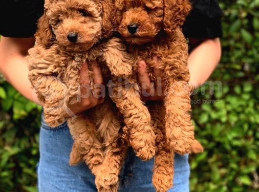 Şov Kalite Red Toy Poodle görsel