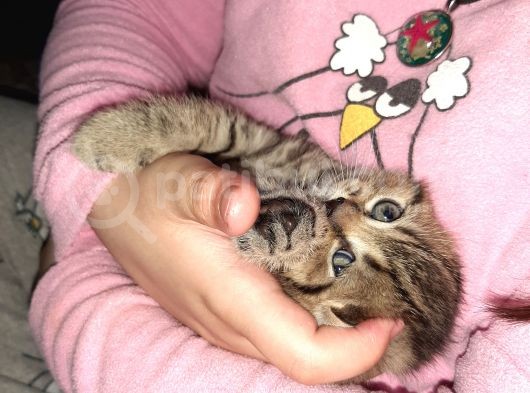 2 Yavru Kedi görsel