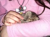 2 Yavru Kedi