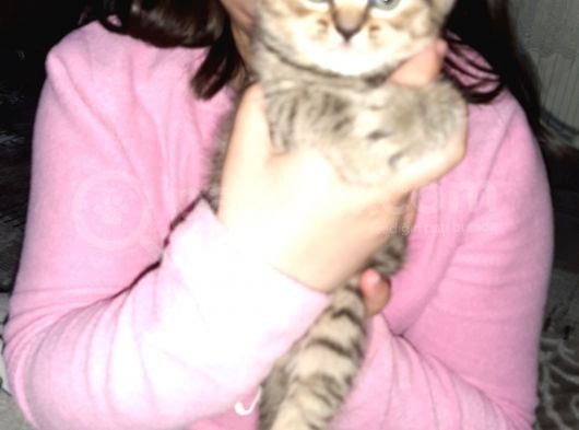 2 Yavru Kedi görsel