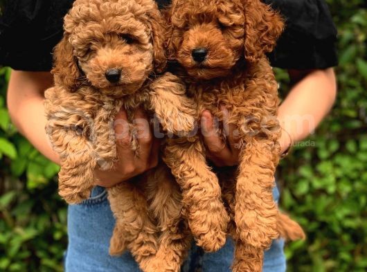 Şov Kalite Red Toy Poodle görsel