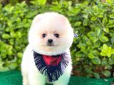 Yakışıklı Pomeranian Boo