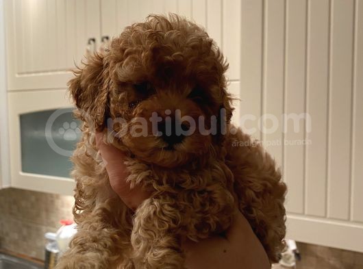 Dişi Teacup Toy Poodle görsel