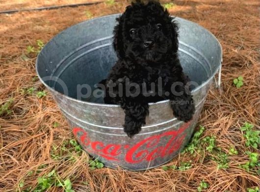 Sevimli Poodle Yavrumuz görsel