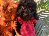 Yakışıklı Poodle Yavrumuz